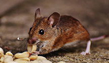 24 Hour & Emergency Exterminators in Stockton, NJ